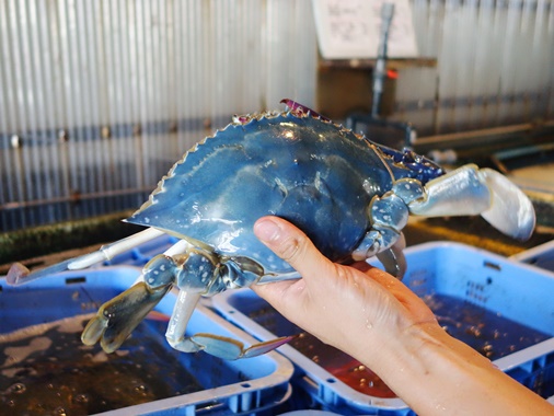 紅葉 咲いてますか イエイエ 青いカニなんです 加古川水産 のさかな情報 紅葉 咲いてますか イエイエ 青いカニなんです 加古川水産 のさかな情報