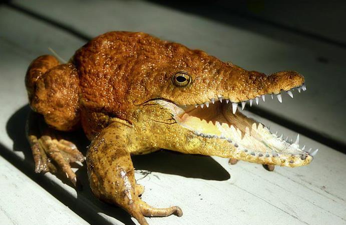 世界の珍しい生き物 たまりん の マリーナ奮闘記 世界の珍しい生き物 たまりん の マリーナ奮闘記