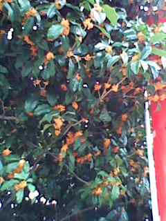 c0289636_21595329.jpg