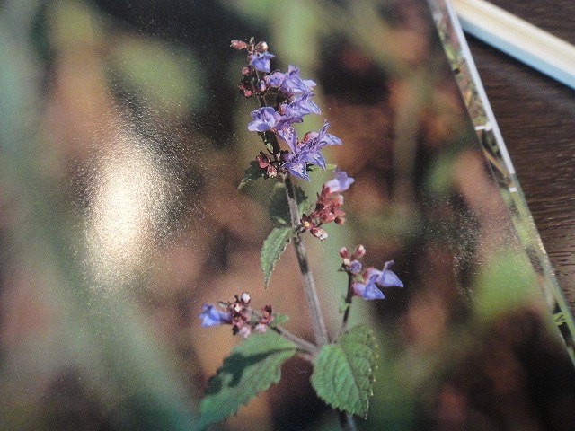 f0208737_8115033.jpg