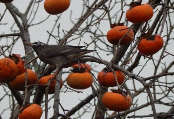 f0031546_15594889.gif