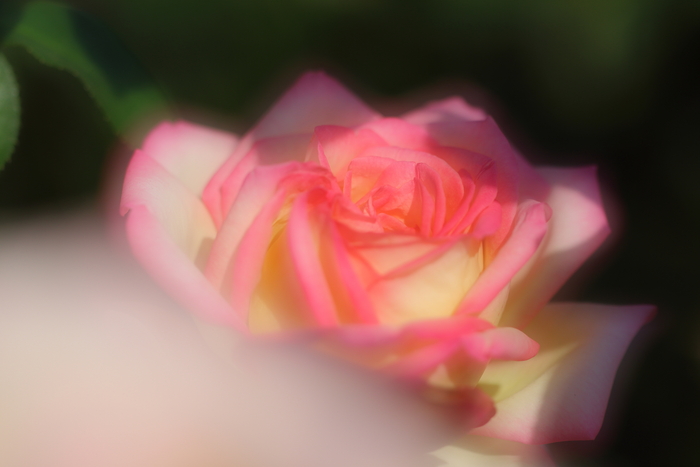 e0327649_1238915.jpg