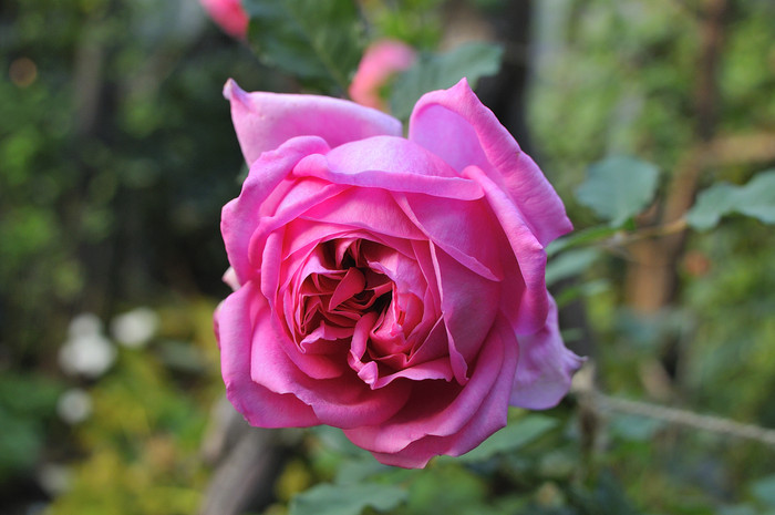 ローズポンパドゥール秋の花 : JUDEの庭と薔薇のカヲリ