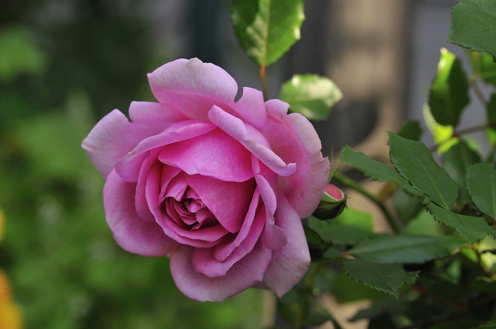 ローズポンパドゥール秋の花 : JUDEの庭と薔薇のカヲリ