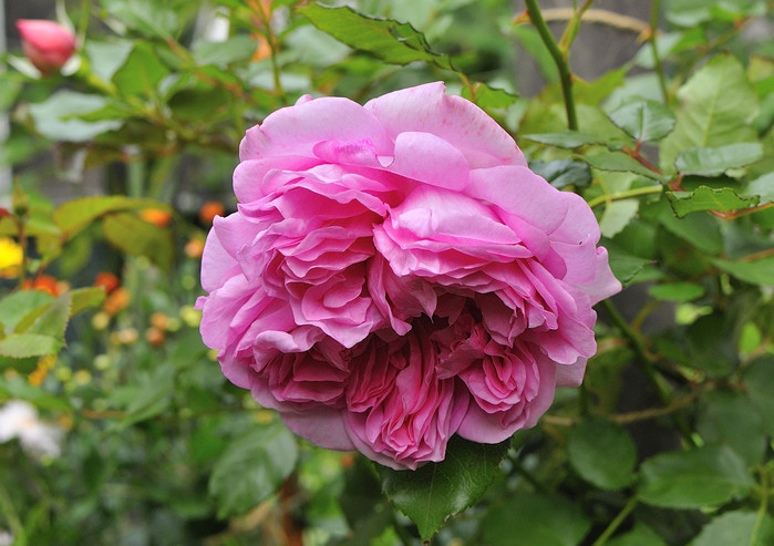 ローズポンパドゥール秋の花 : JUDEの庭と薔薇のカヲリ