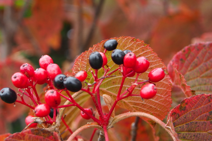 紅葉と草紅葉の尾瀬へ　Ⅲ_e0307372_2148512.jpg