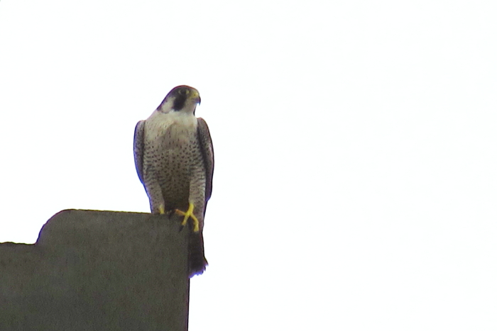 ★クサシギがいました/先週末の鳥類園(2013.10.19~20)_e0046474_11485141.jpg
