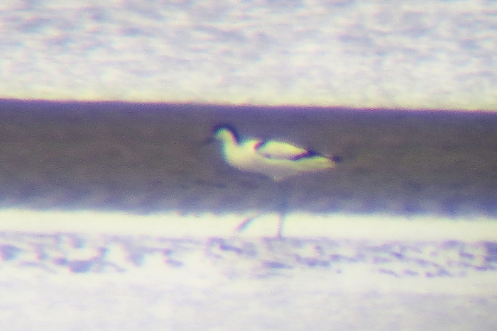 ★クサシギがいました/先週末の鳥類園(2013.10.19~20)_e0046474_1149399.jpg