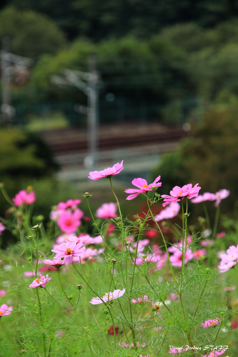 総合運動公園_d0223176_1572175.jpg