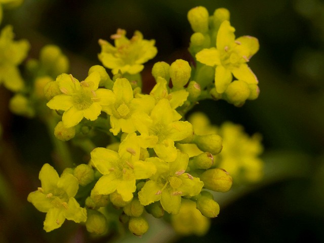 ヤマラッキョウ、オミナエシ、コガモ（？） : 花と葉っぱ