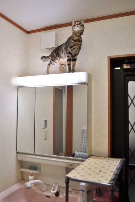 どっちがいい?_a0126590_7182159.jpg