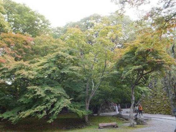 小諸市懐古園の紅葉情報（小諸市ホームページよりH251013～H251114これが最終です）_e0304702_16492145.jpg