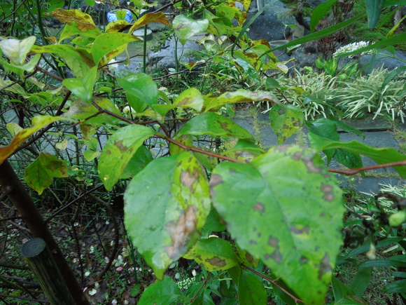 f0297809_19255278.jpg