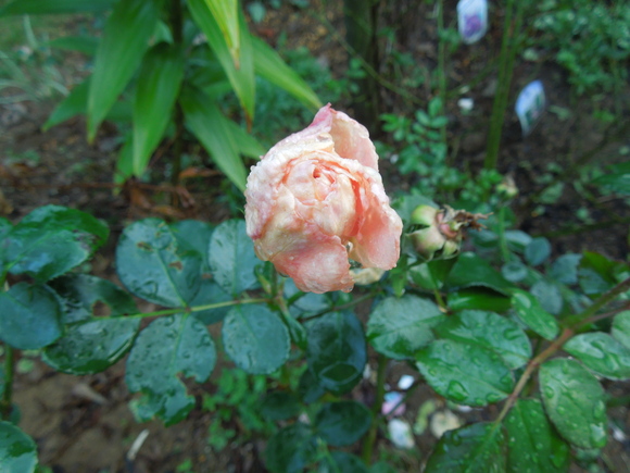f0297809_19294069.jpg