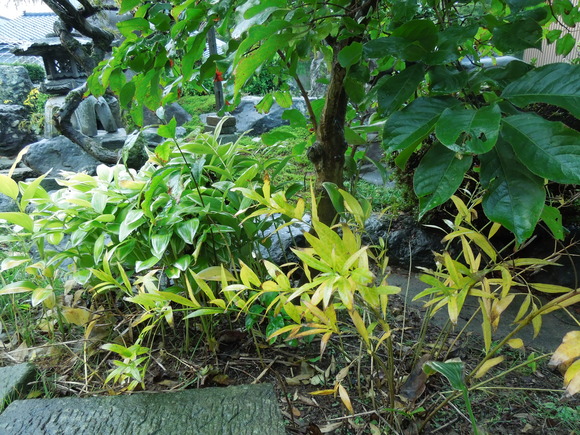 f0297809_1984874.jpg