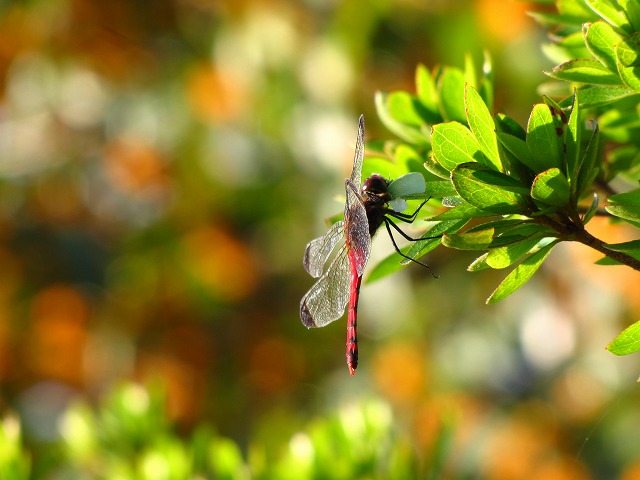 d0037110_19295090.jpg
