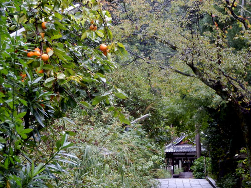 雨の大豊神社_e0048413_925035.jpg
