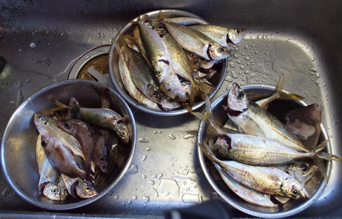 釣果_c0116915_23543375.jpg