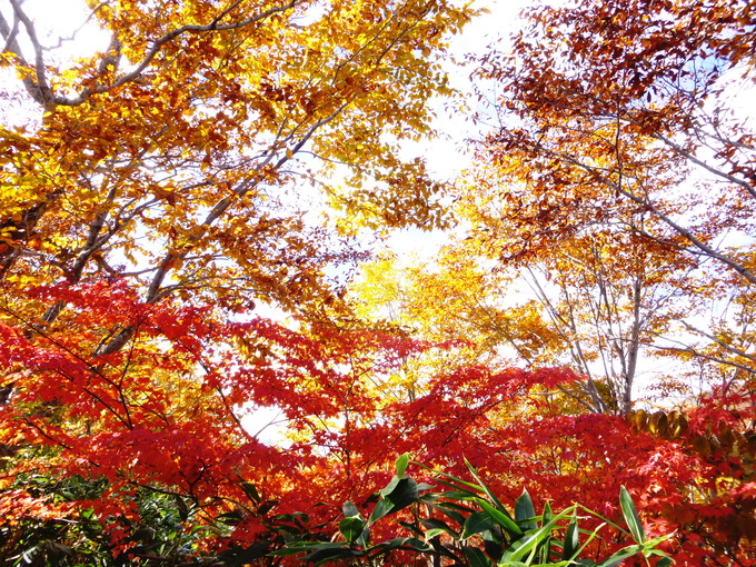 紅葉真っ盛り　銚子ｹ峰 (1,810.4M) に登る　　下山　編_d0170615_731958.jpg