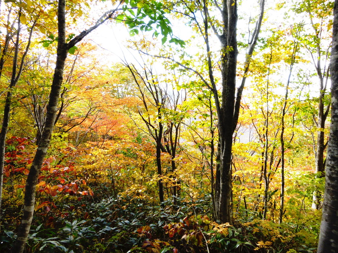 紅葉真っ盛り　銚子ｹ峰 (1,810.4M) に登る　　下山　編_d0170615_742123.jpg