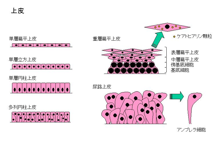 医療 仕事 H24細胞診筆記 総論18 上皮 蒼風の古都