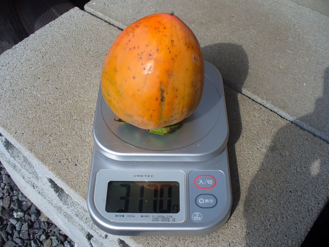 f0275632_22493691.jpg