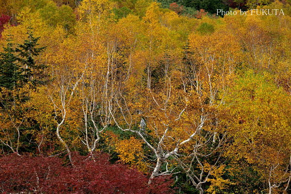 紅葉の栂池にて25_e0119641_2123314.jpg