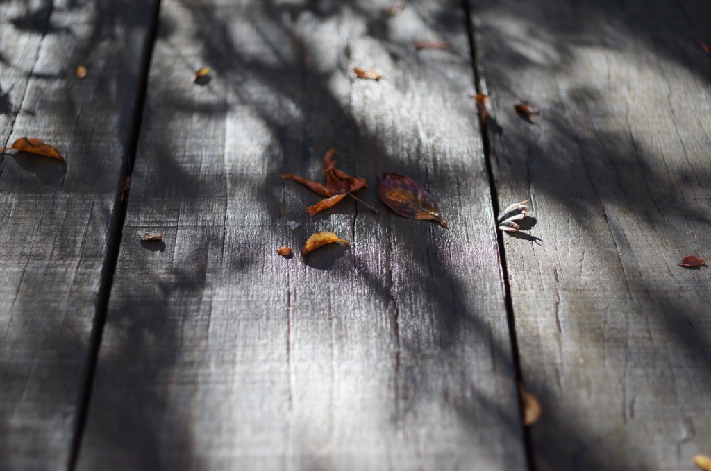 久しぶりの日差し、久しぶりのSUMMICRN R 50mm_e0259451_8334443.jpg