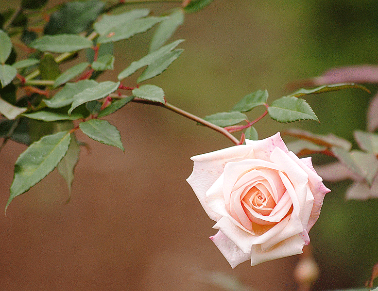 a0001354_0145250.gif