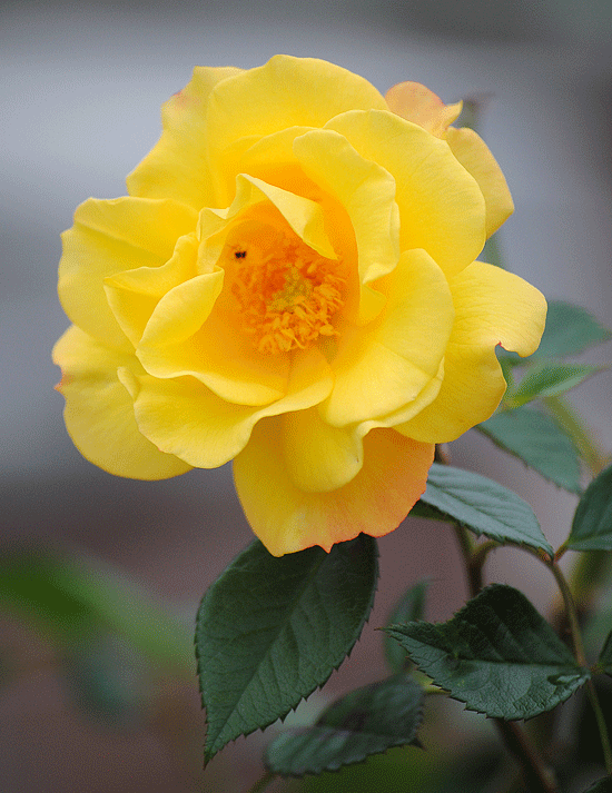 a0001354_0201481.gif