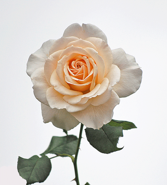 a0001354_0311018.gif