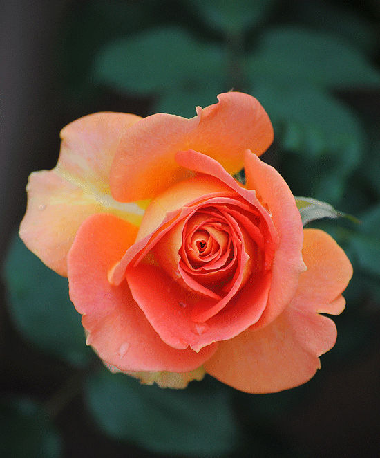 a0001354_0321894.gif