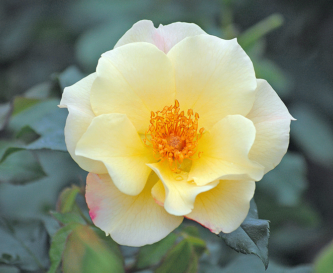 a0001354_0355387.gif