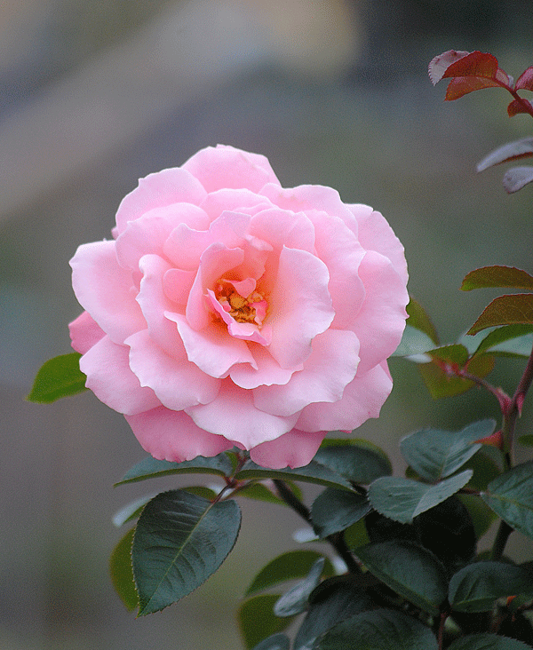 a0001354_036229.gif