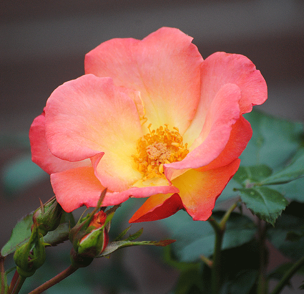 a0001354_037647.gif