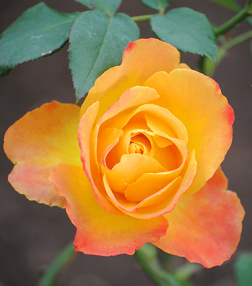 a0001354_0394059.gif