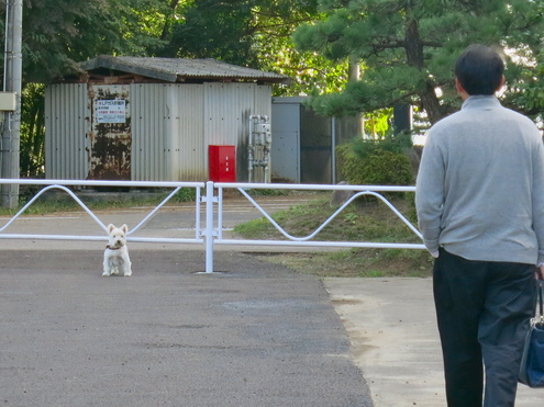 かーきに あーかい はーなさくぅ♪ いーつかの あーのいえ♪♪_c0260460_944290.jpg