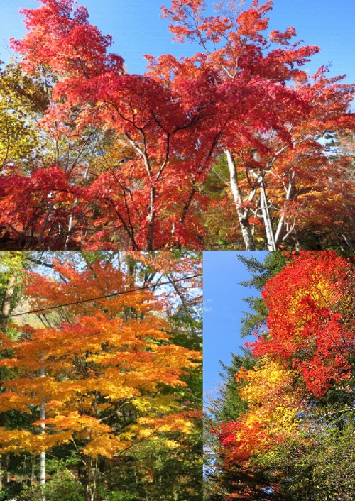 留守の間に紅葉が見頃に！！_f0236260_22111944.jpg