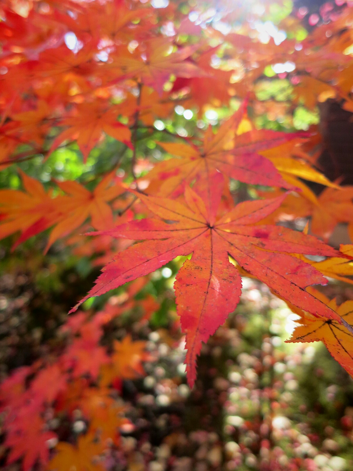 留守の間に紅葉が見頃に！！_f0236260_2216425.jpg