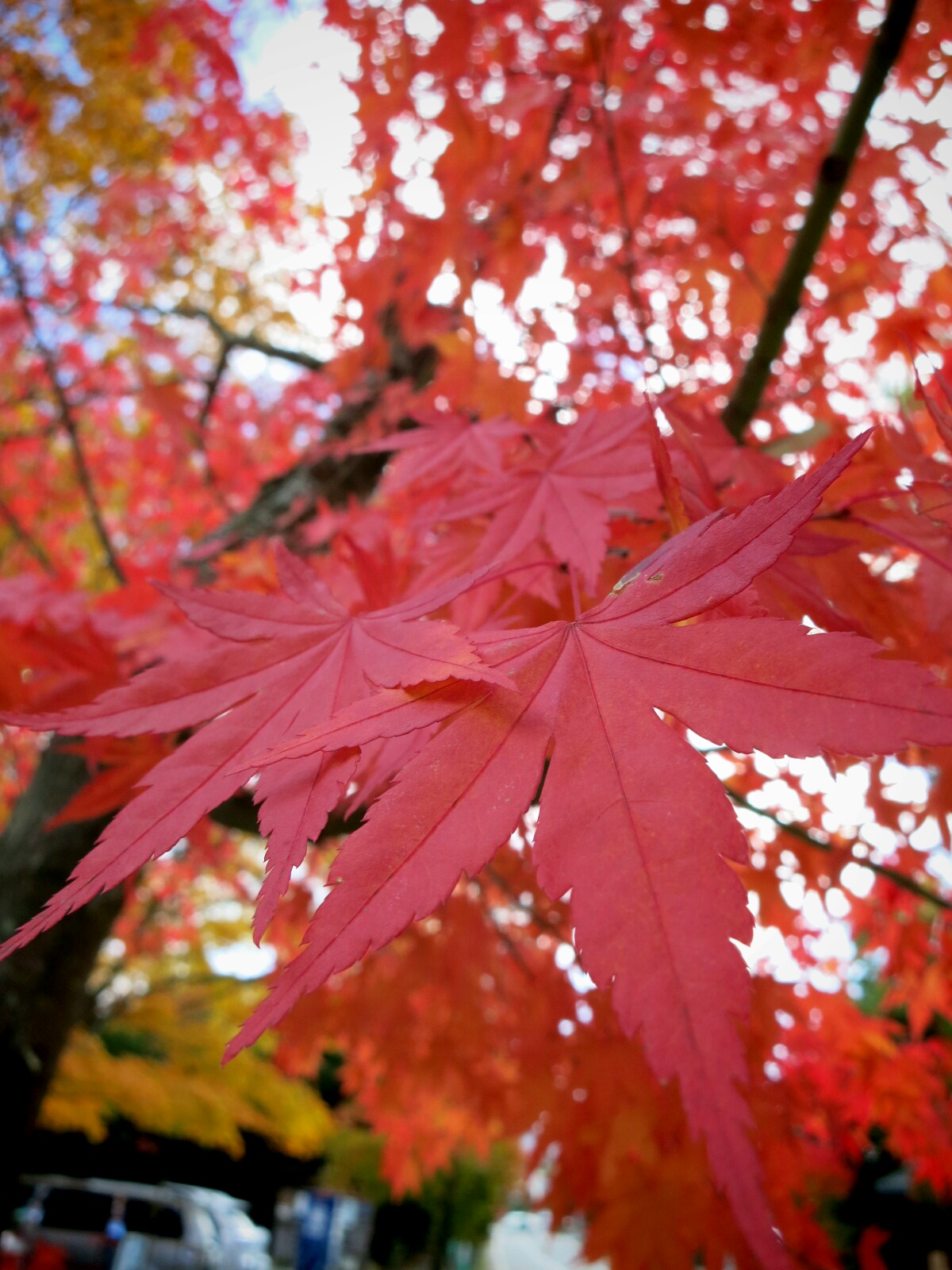 留守の間に紅葉が見頃に！！_f0236260_2221344.jpg