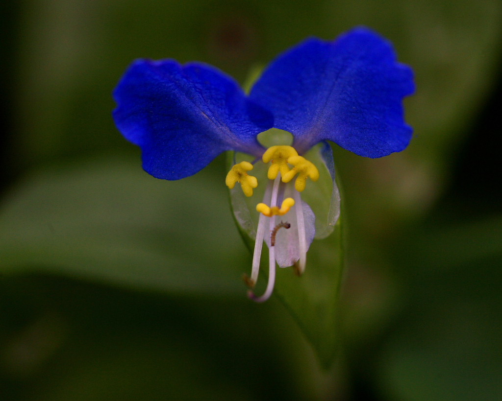 鼻高展望花の丘で、花と豚_c0305565_1881573.jpg