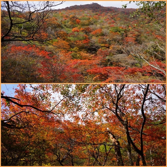 紅葉の九重黒岳。_f0016066_19151450.jpg