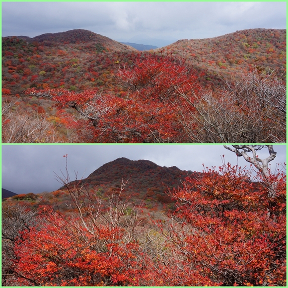 紅葉の九重黒岳。_f0016066_20584381.jpg