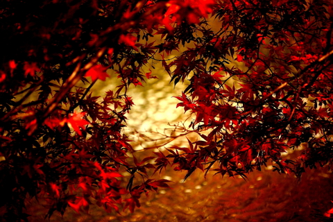 秋の夕日に照る山紅葉_f0075075_1914129.jpg