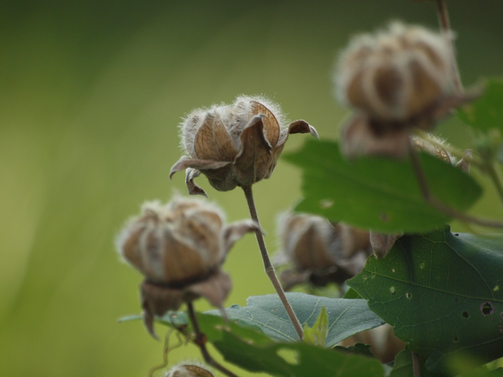 芙蓉 フヨウ の実と名残花達 自然風の自然風だより