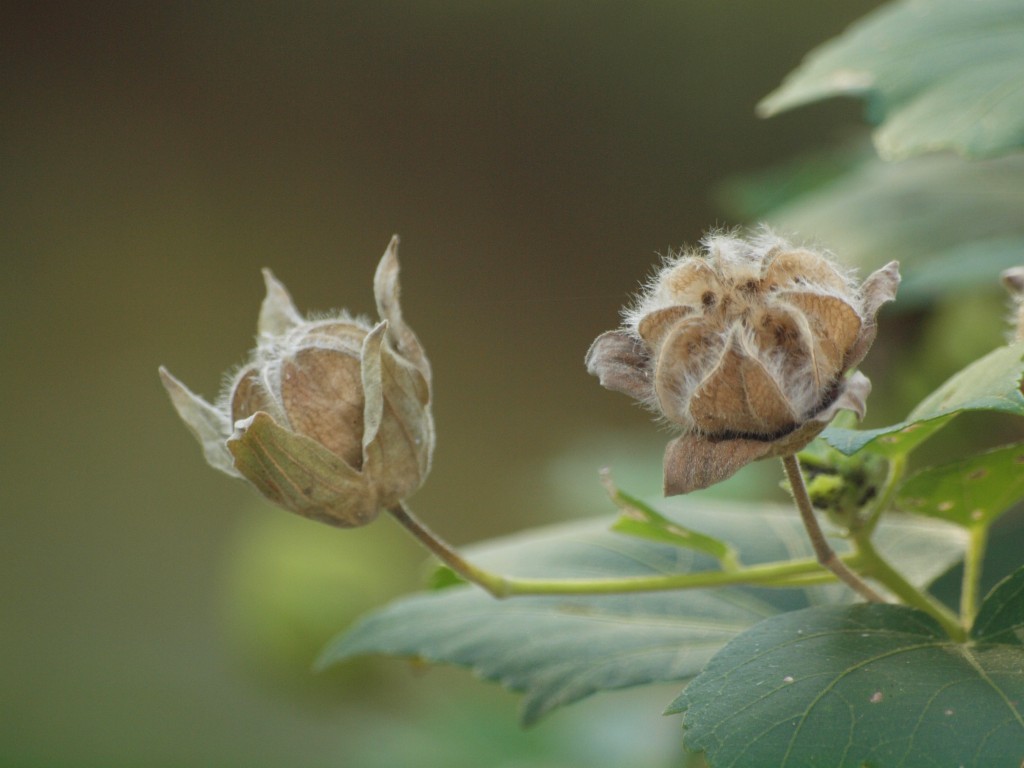 芙蓉 フヨウ の実と名残花達 自然風の自然風だより