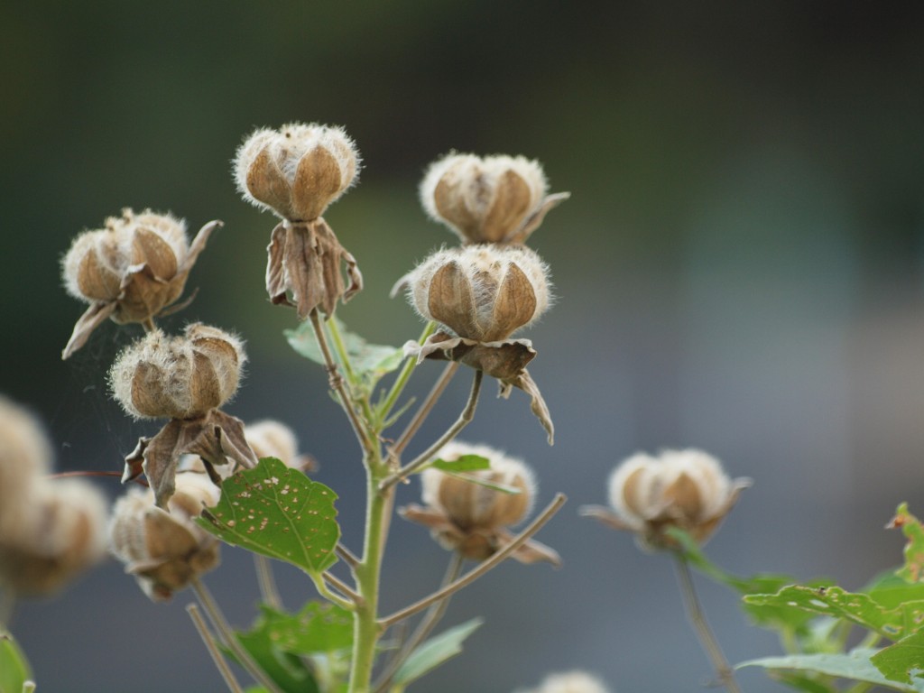 芙蓉 フヨウ の実と名残花達 自然風の自然風だより