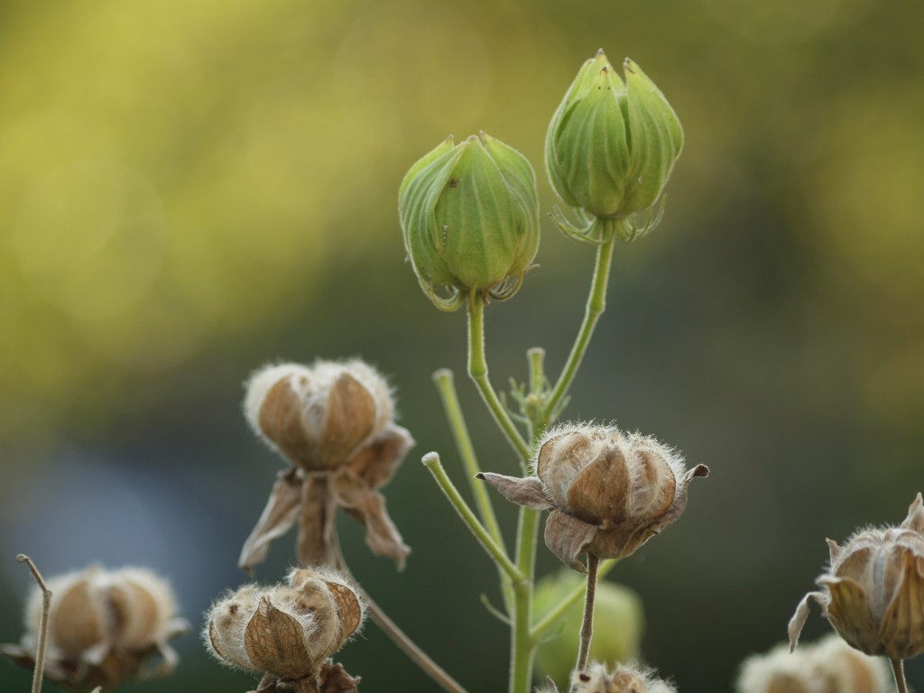 芙蓉 フヨウ の実と名残花達 自然風の自然風だより