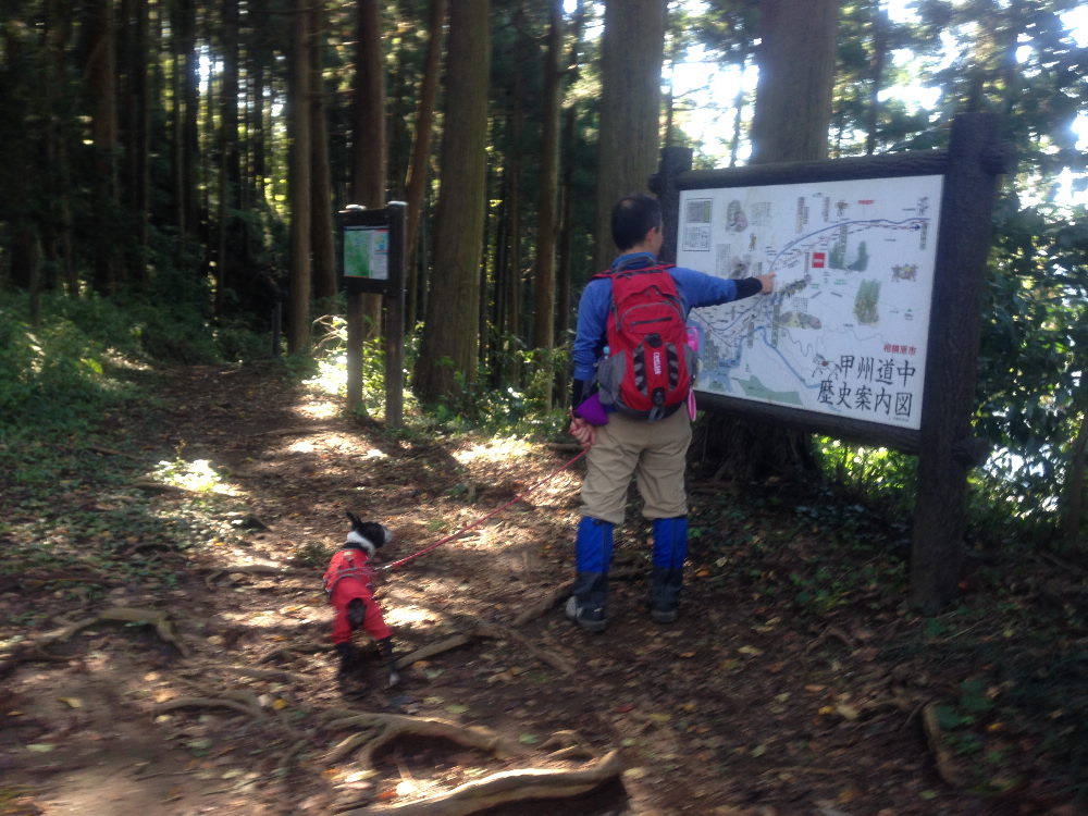 陣馬山から小仏峠、城山下売店富士見茶屋へ_b0184877_20443991.jpg