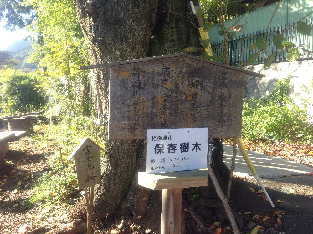 陣馬山から小仏峠、城山下売店富士見茶屋へ_b0184877_20583950.jpg